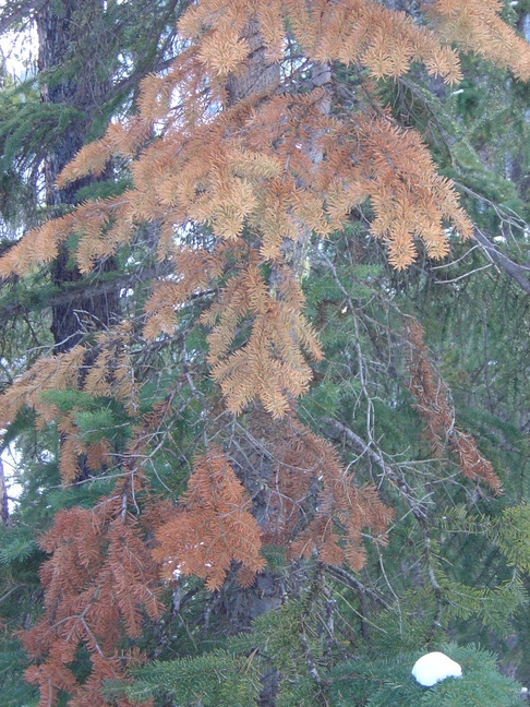 Red Tree